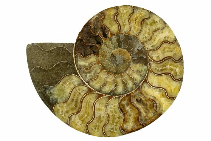 Cut & Polished Ammonite Fossil (Half) - Madagascar #317847